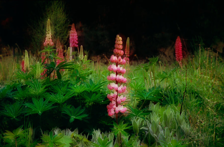 Lupins by Frantisek Strouhal: pink and coral lupin spikes above green leaves, dark background, the whole impressionistic photograph