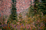 Idaho Peak 2 by Frantisek Strouhal: pink rock face over dark conifers, meadow of orange and purple flowers, the whole impressionistic photograph