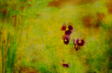 Pansies by Frantisek Strouhal: dark maroon blooms against blurred yellow and green foliage, the whole impressionistic photograph