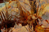 Autumn Leaves by Frantisek Strouhal: dried grasses and curled brown leaves against speckled blue and gold, the whole impressionistic photograph