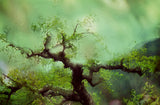The Apple Tree by Frantisek Strouhal: a gnarled dark tree with small green leaves against soft green haze, the whole impressionistic photograph