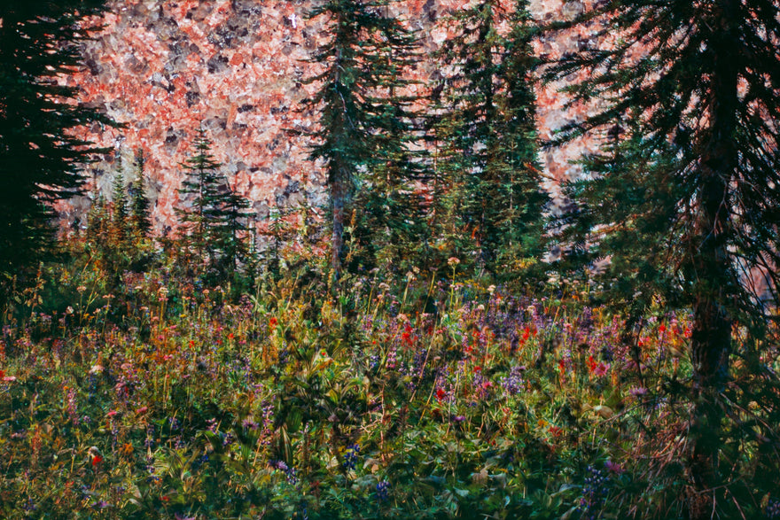 Idaho Peak by Frantisek Strouhal: red and purple wildflowers in a meadow below dark conifers and a pink slope, the whole impressionistic photograph