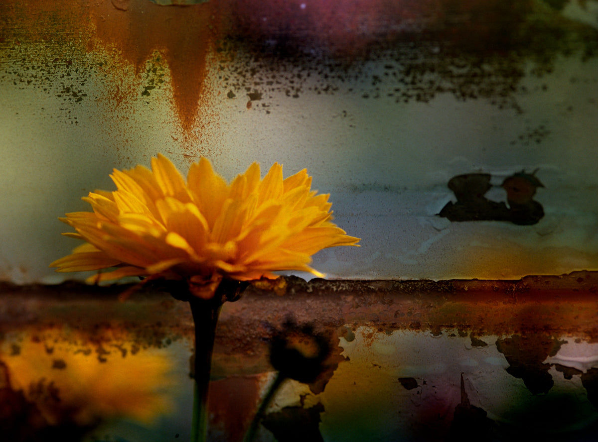 Yellow Delicacy by Frantisek Strouhal: a yellow daisy in front of rusted mottled metal in dark orange tones, the whole impressionistic photograph