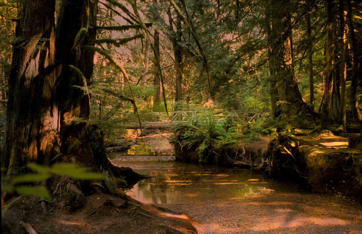 Sunshine Coast by Frantisek Strouhal: a wooden footbridge over a shallow creek in a mossy old growth forest, the whole impressionistic photograph
