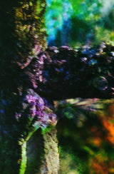 A close view of the middle of the same photograph, where the grain of the film and the layering of the negatives can be seen.
