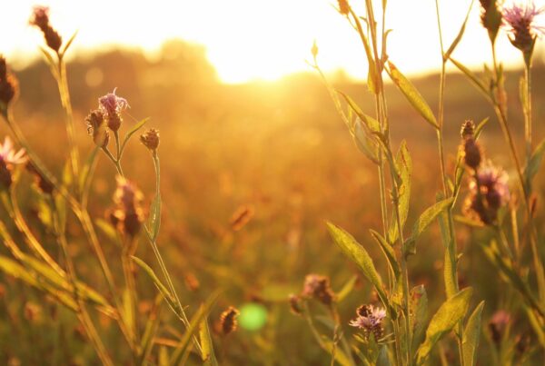 field_flowers