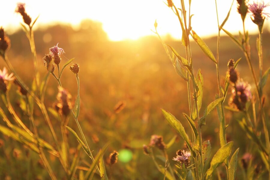 field_flowers